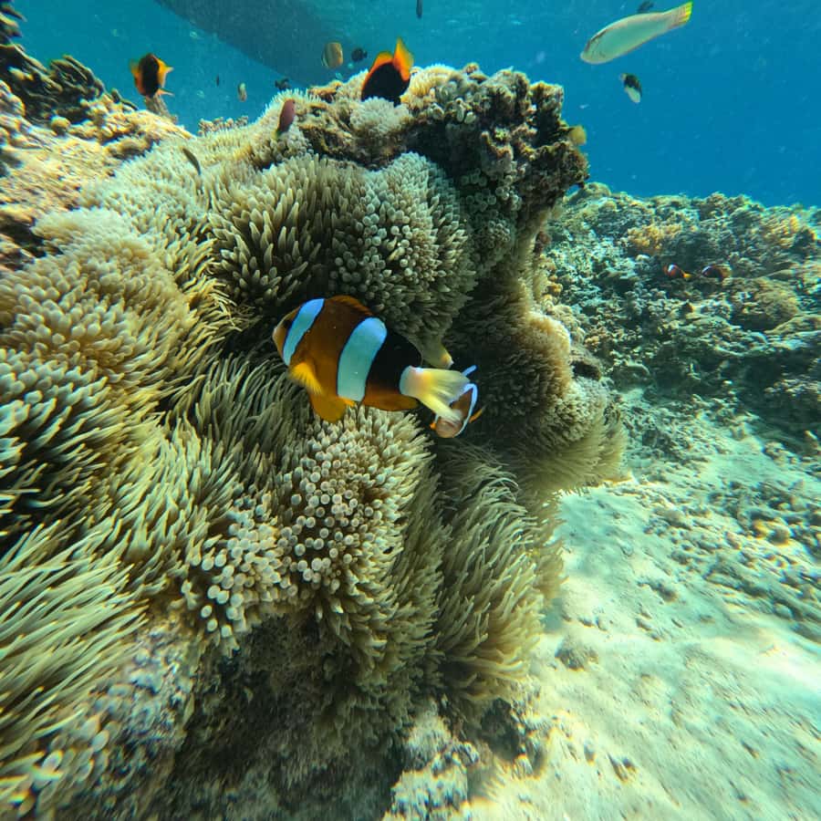 Blue Bay GlassBottom & Snorkelling 3