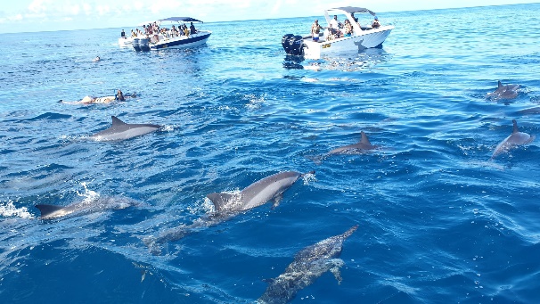 Ile aux Benitiers