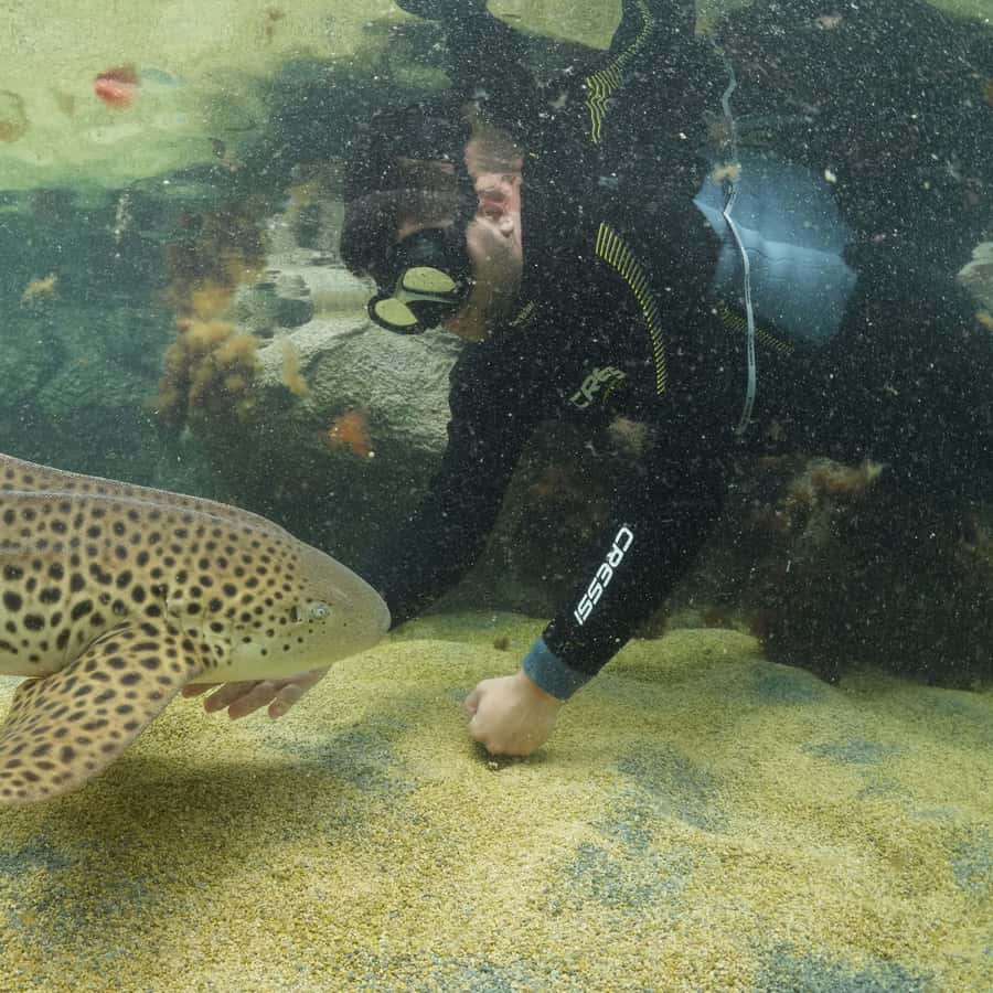 Odysseo Oceanarium 4