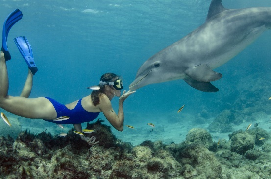 Snorkel and Swim with Dolphins