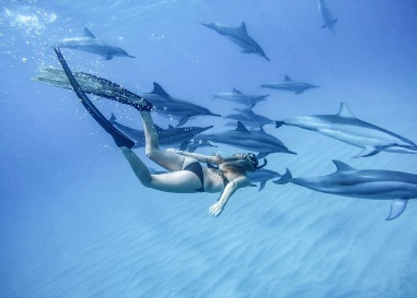 Snorkel and Swim with Dolphins 4